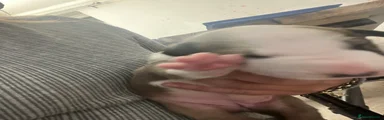 English Bull Terrier 6