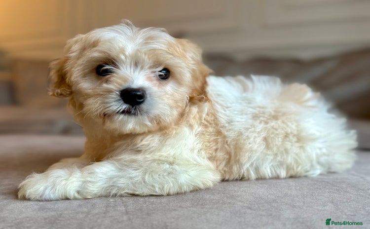 Cavapoo dogs Stunning F1 Cavapoo’s  - Advert 13