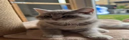 Scottish Fold cats for sale: Full pedigree Scottish fold kittens - Advert 19