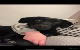 Springador dogs for sale: Springador dog - Image 2