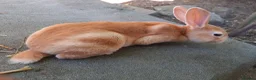 Rex rabbits for sale: Orange rex babies - Advert 5