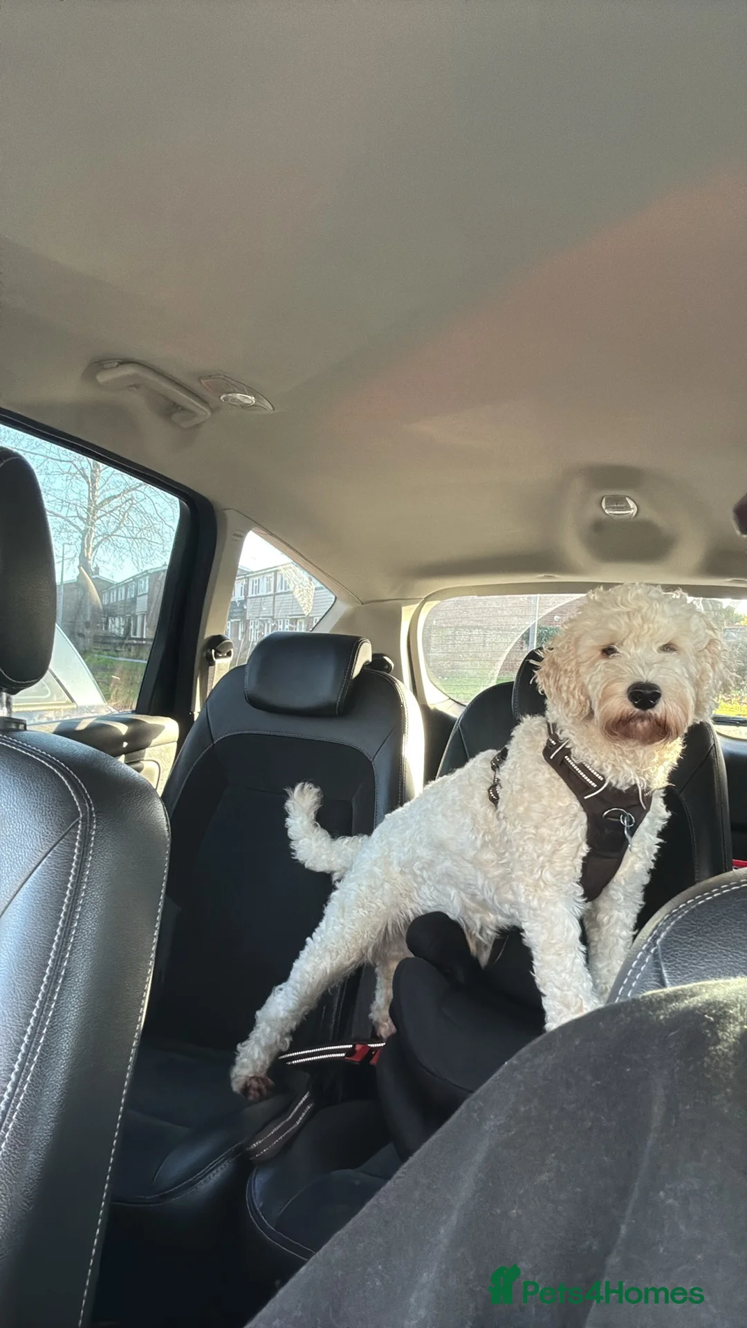 Cockapoo dogs for sale: Cockapoo, Seeking a adult only home  - Advert 6