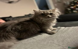 Persian cats for sale: Persian mother tabby daddy - Image 9