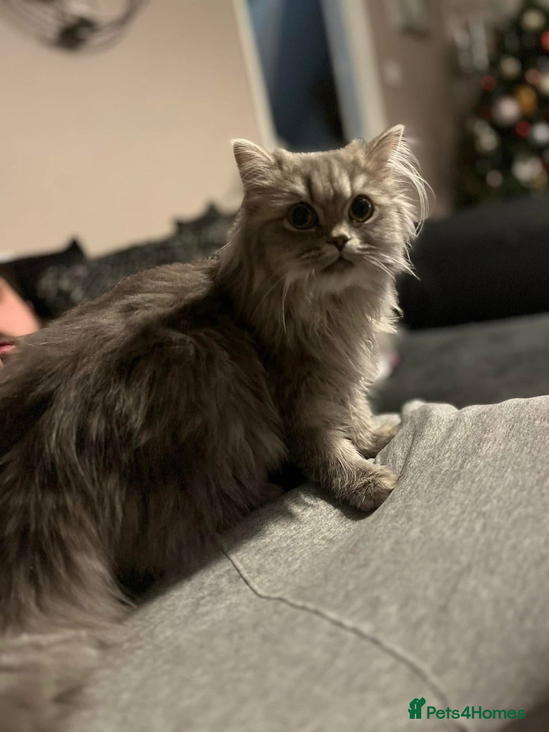 Persian cats for sale: Persian mother tabby daddy - Image 9