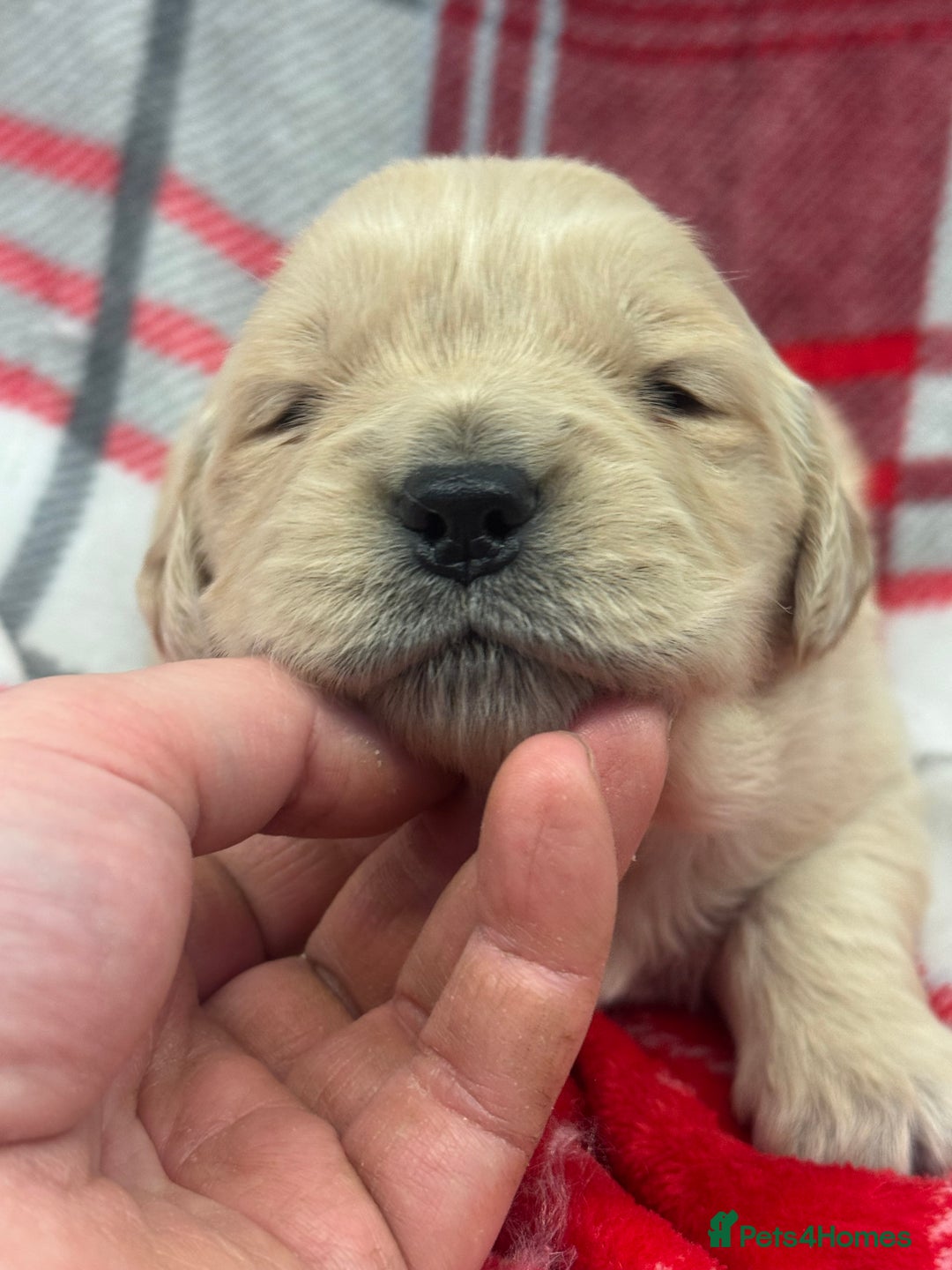 Golden Retriever dogs for sale: Top Class KC registered Golden Retrievers  - Advert 15