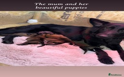 German Shepherd dogs for sale: 5 beautiful sable German shepherd  - Image 6
