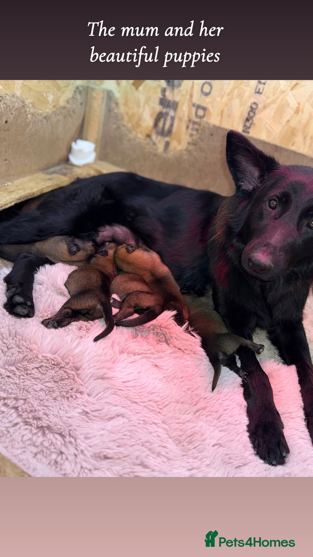 German Shepherd dogs for sale: 5 beautiful sable German shepherd  - Image 6