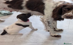 English Springer Spaniel dogs for sale: English springer spaniel  - Image 6