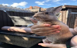 Mixed Breed rabbits for sale: Beautiful baby bunnies - Image 2
