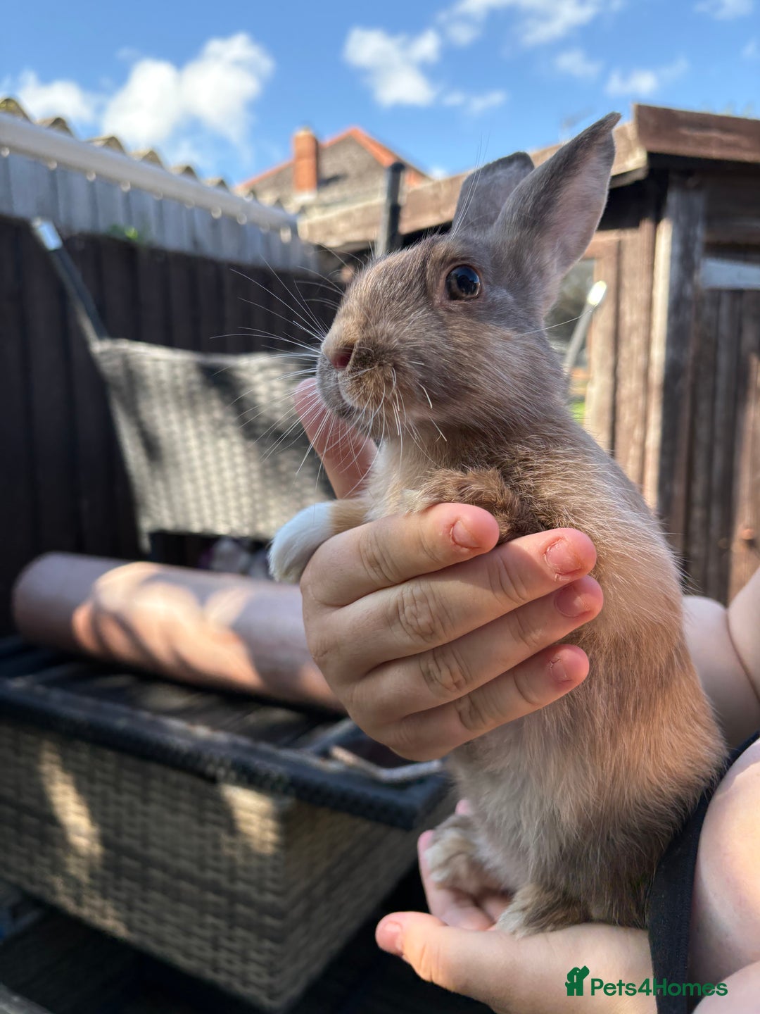Mixed Breed rabbits for sale: Beautiful baby bunnies - Image 2
