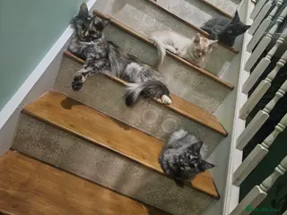 Maine Coon cats Exceptional Pedigree Maine Coon Kittens - Advert 1