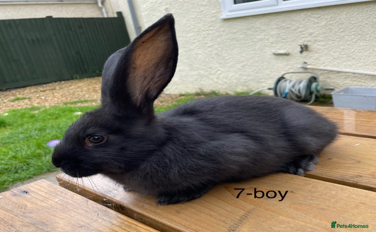 Continental Giant rabbits - Advert 11