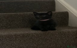 Russian Blue cats for sale: Beautiful Russian Blue x kittens READY NOW - Image 20