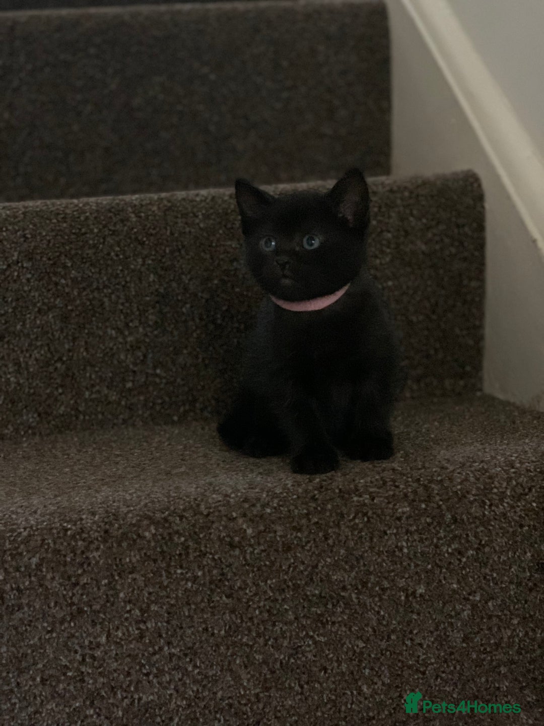 Russian Blue cats for sale: Beautiful Russian Blue x kittens READY NOW - Image 20