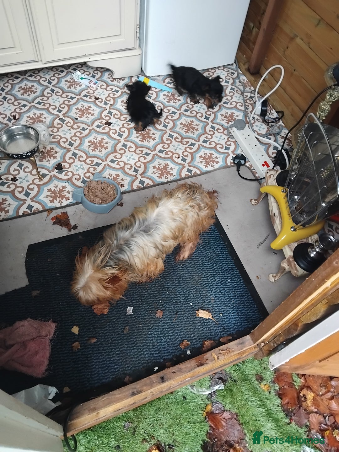 Yorkshire Terrier dogs for sale: Yorkshire puppies, 9 week cold  **  size. Two li - Advert 10