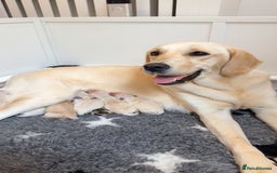 Goldador dogs for sale: A Special Litter of Goldador Puppies - Image 1