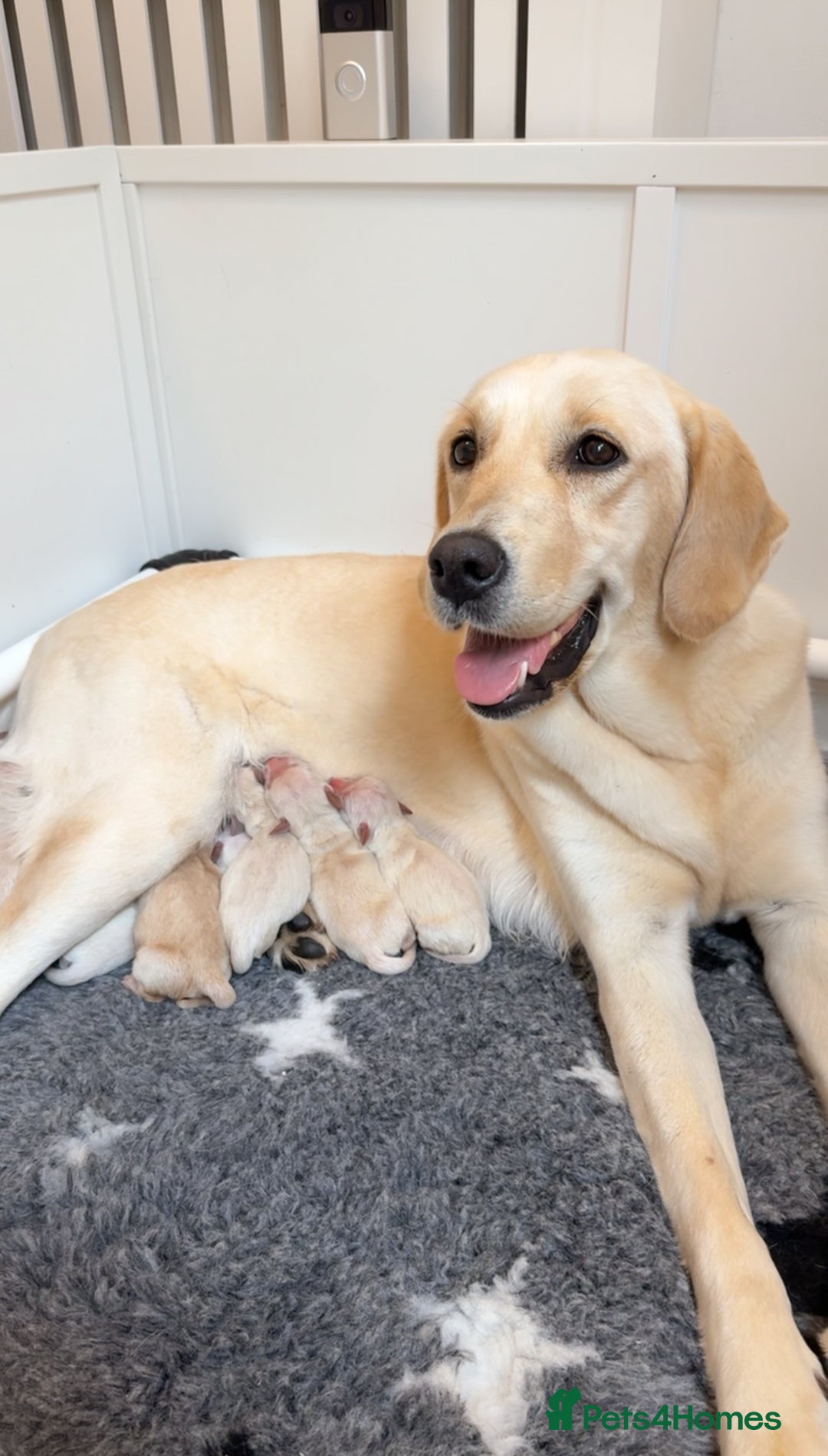 Goldador dogs for sale: A Special Litter of Goldador Puppies - Image 1