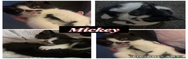 British Shorthair Kitten 4