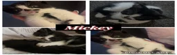 British Longhair cats for sale: 4 kittens for sale! - Advert 3
