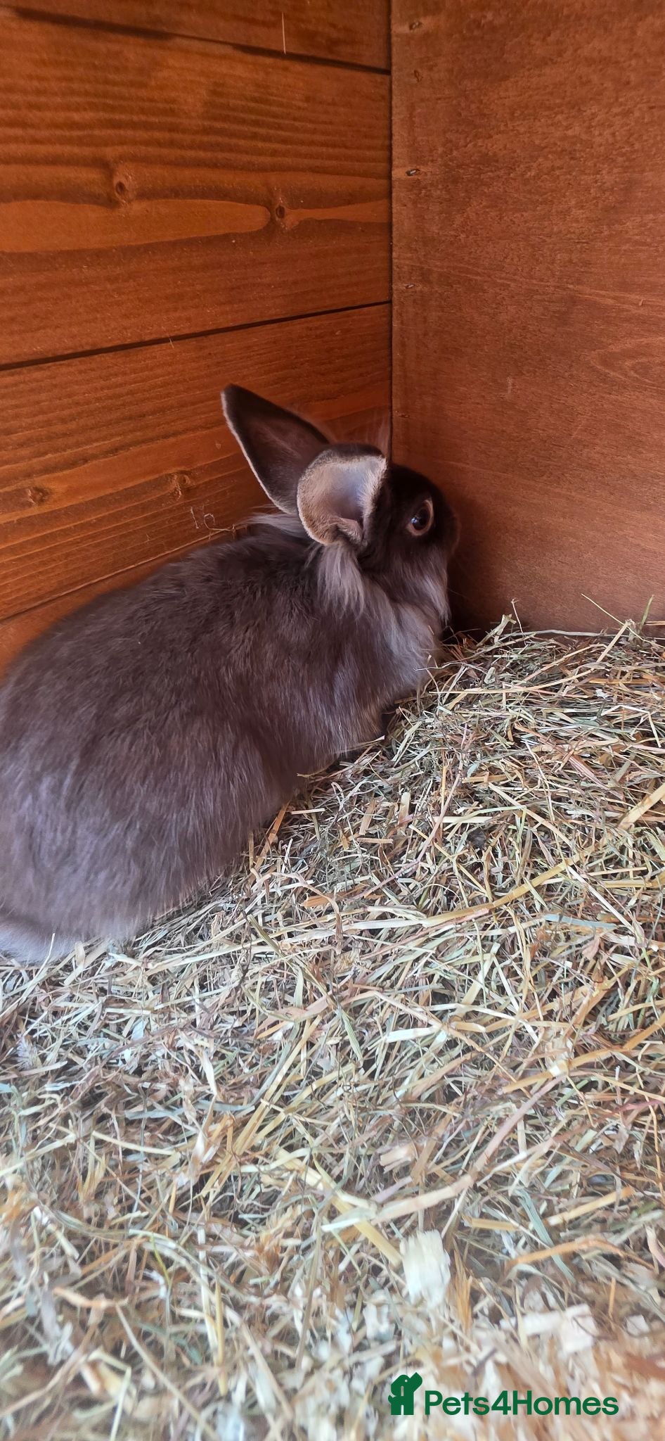 Mixed Breed rabbits Female baby rabbits - Advert 1