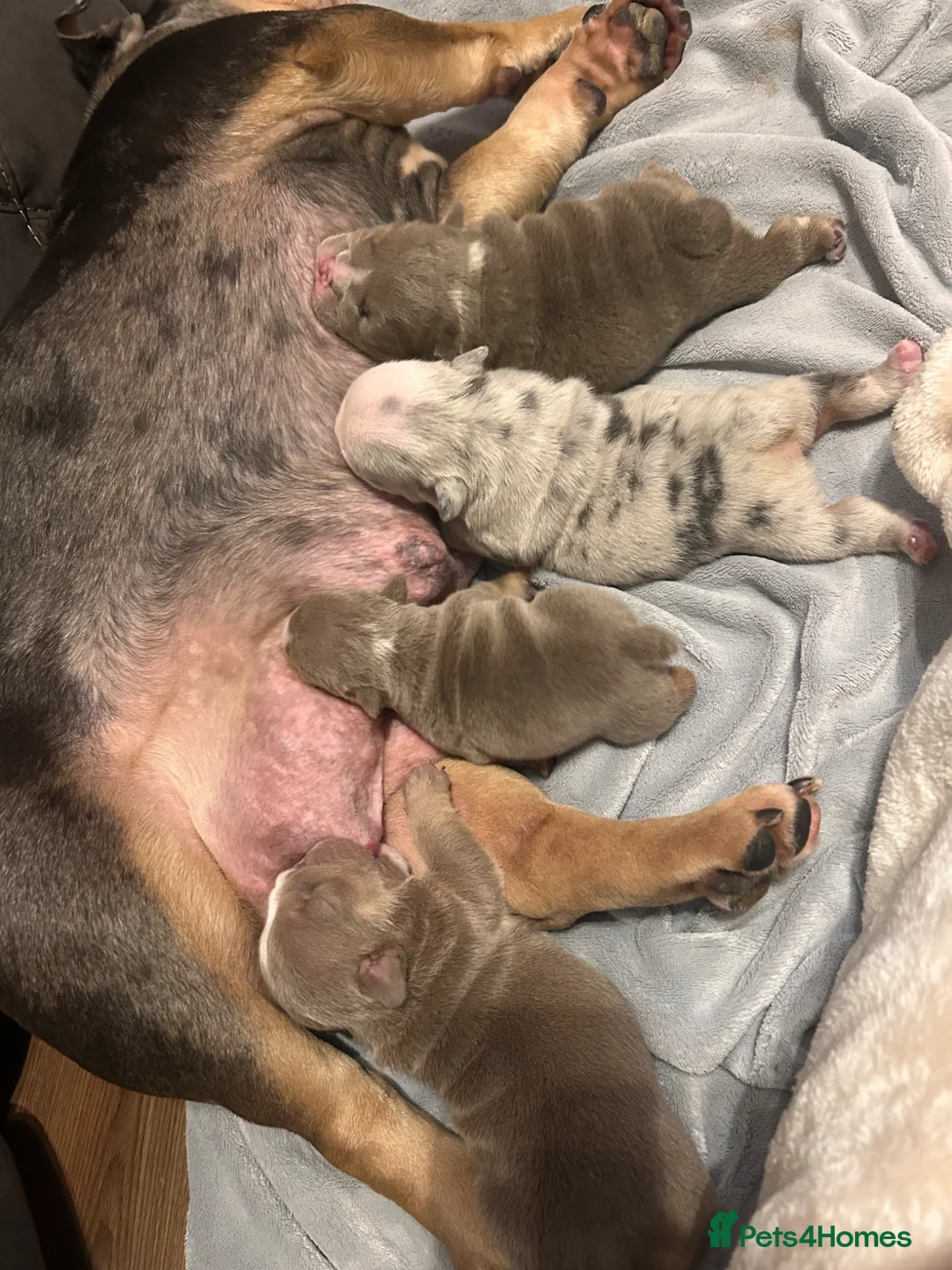 English Bulldog dogs for sale: Last tiny boy - Advert 2