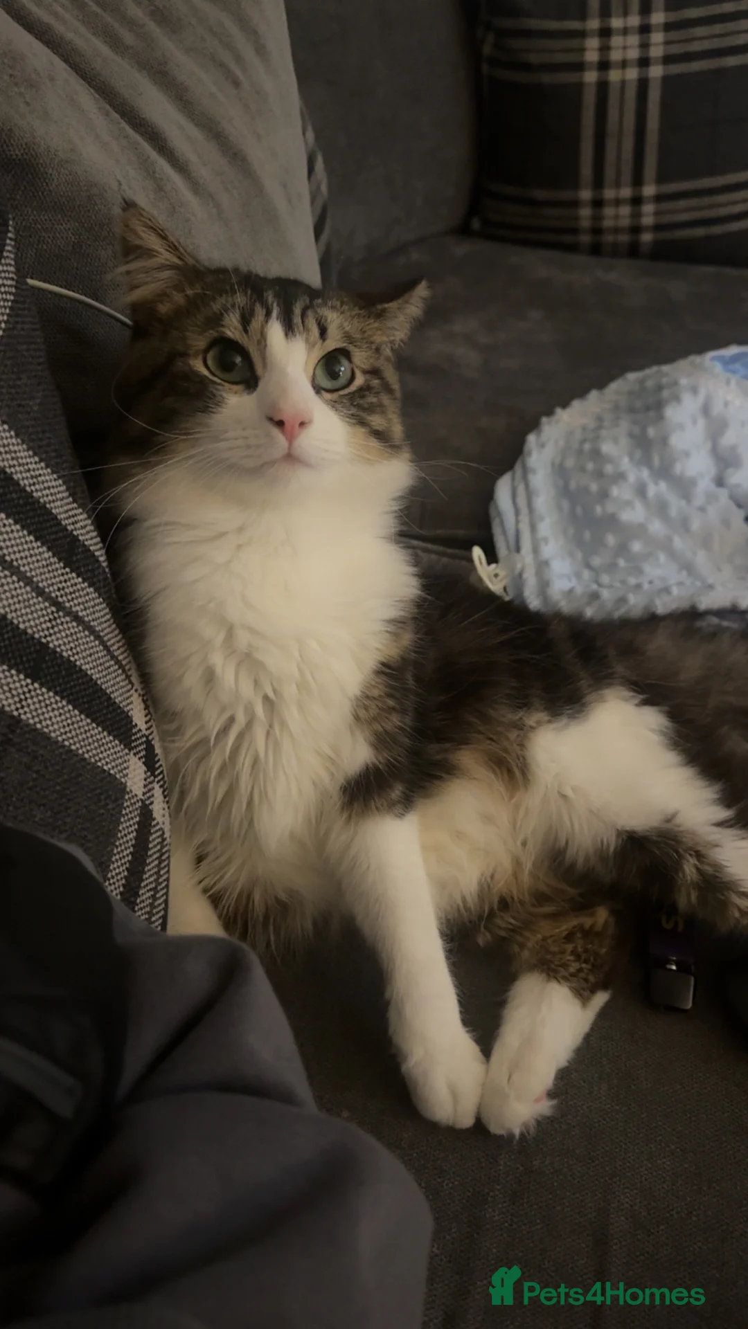 British Shorthair cats for sale: Nala & Tigger - Advert 2