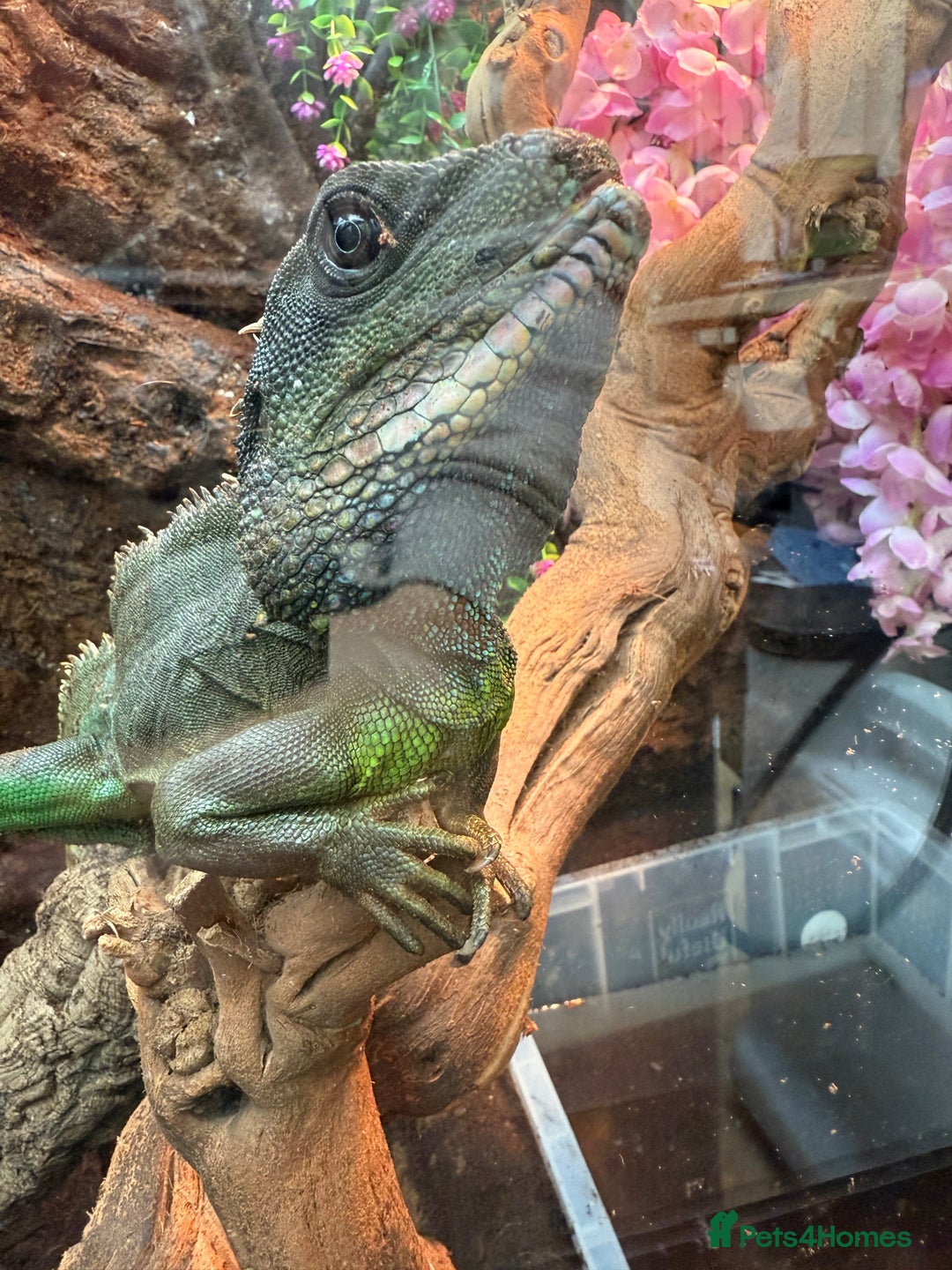 Dragon reptiles for sale: 3 Chinese water dragons 1 male 2 female - Advert 5