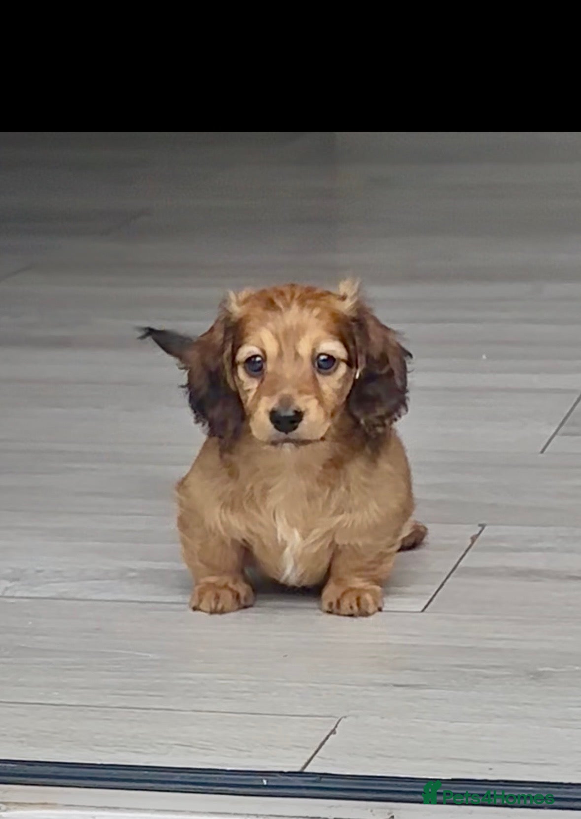 Miniature Dachshund dogs 2  kc reg beautiful shaded cream LH - Advert 4