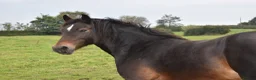 Welsh Section D horses for sale: Section D mare  - Advert 15