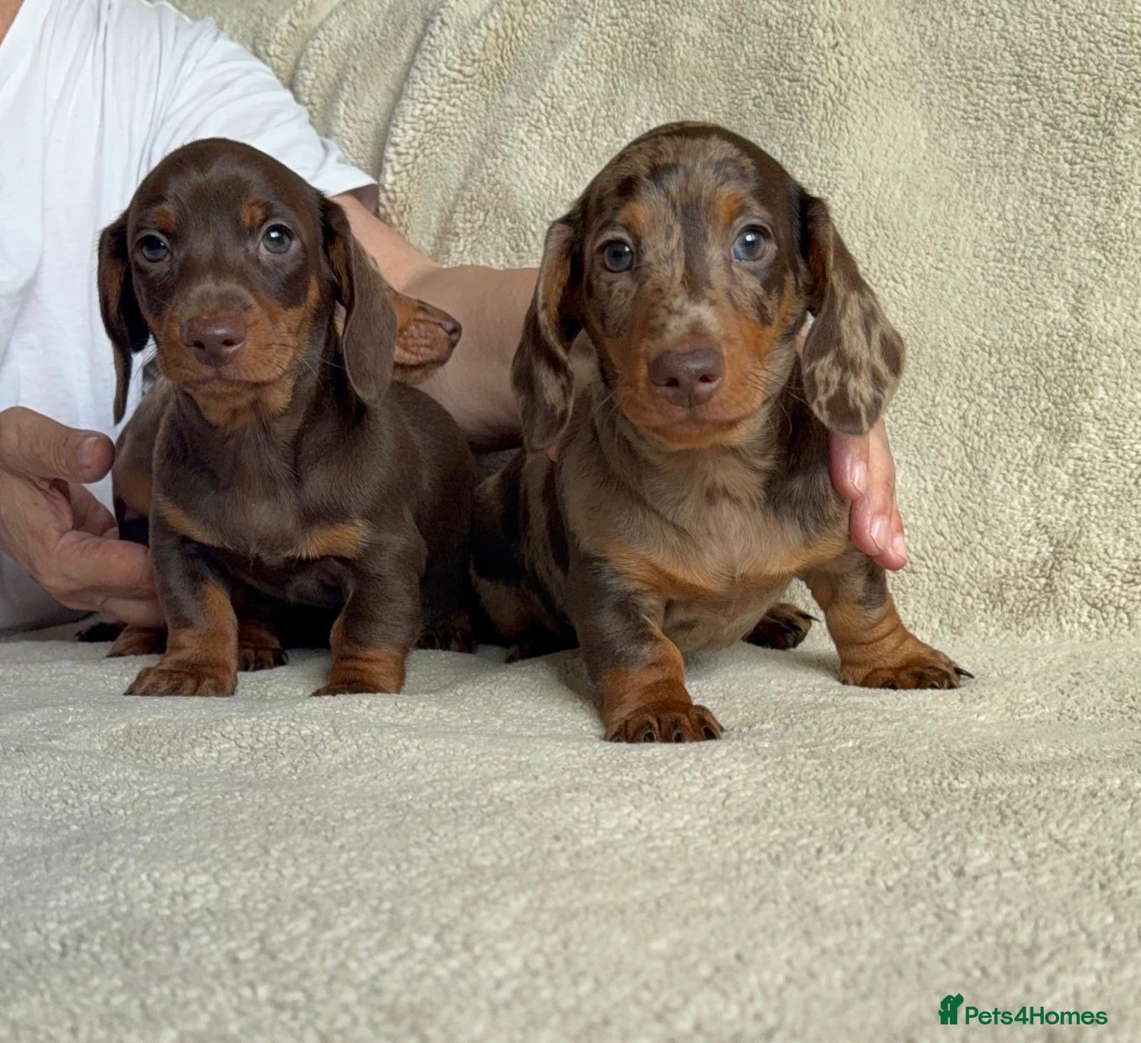 Dachshund dogs 3ADORABLE PUPPIES LOOKING FOR THEIR FOREVER HOMES! - Advert 2