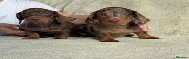 Chocolate Dachshund 2