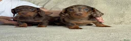 Dachshund dogs for sale: 3ADORABLE PUPPIES LOOKING FOR THEIR FOREVER HOMES! - Advert 3