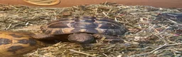 Hermann Tortoise reptiles for sale: Wanted loving home Male tortoise  - Advert 3