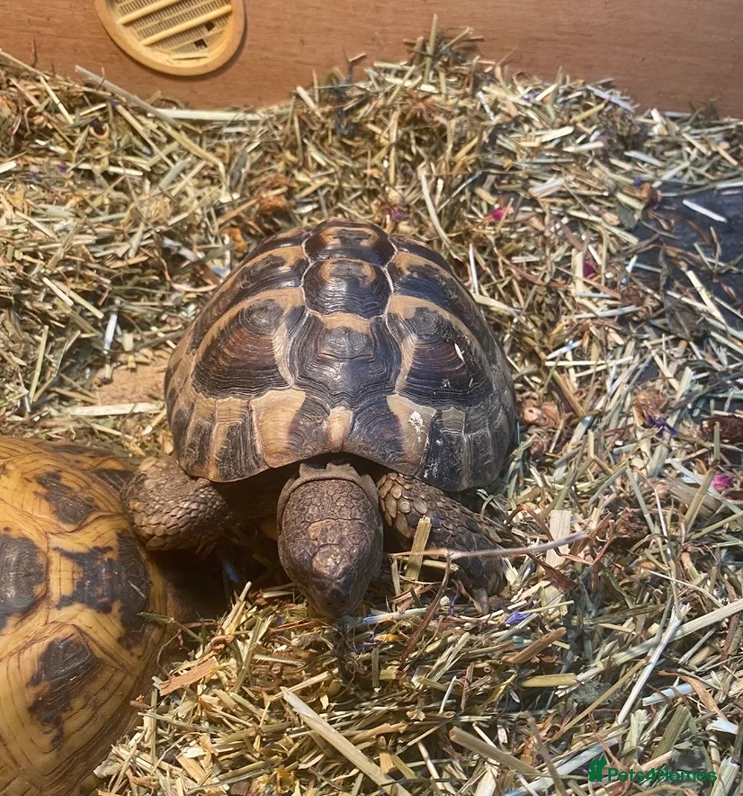 Hermann Tortoise reptiles for sale: Wanted loving home Male tortoise  - Advert 3