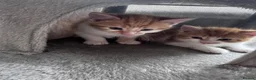 Mixed Breed cats for sale: Beautiful kittens looking new home 🩷❤️🧡 - Advert 5