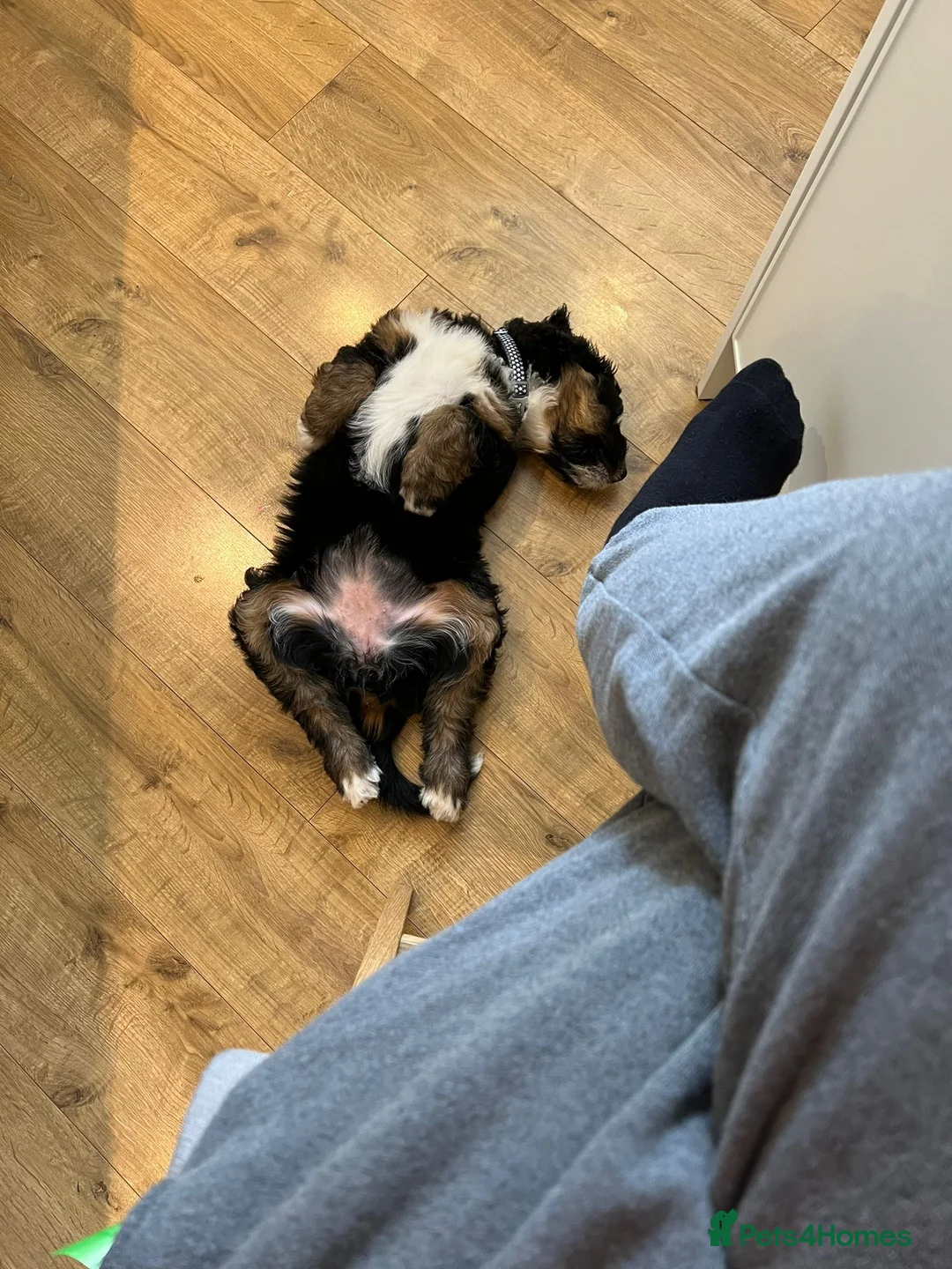 Standard Poodle dogs for stud: K.C Registered Standard poodle in Nottingham - Advert 15