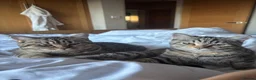 British Shorthair cats for sale: Ready to go!!! - Advert 2