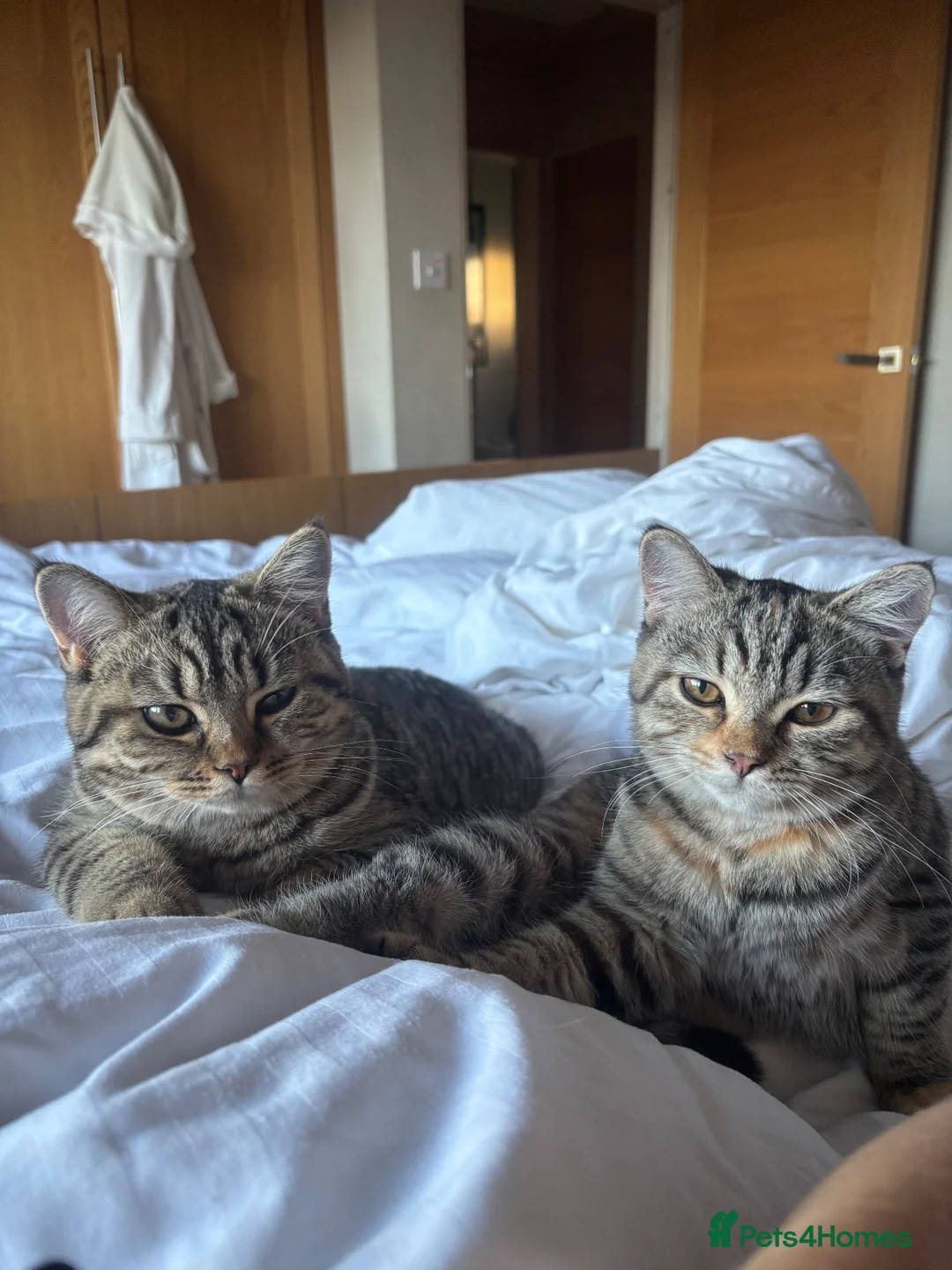 British Shorthair cats for sale: Ready to go!!! - Advert 2