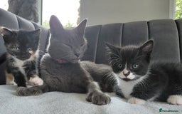 Mixed Breed cats for sale: Gorgeous Kittens for sale - Image 5