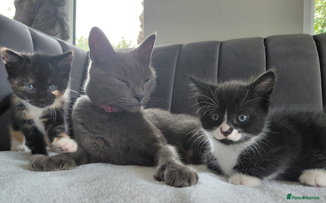 Mixed Breed cats for sale: Gorgeous Kittens for sale - Image 5