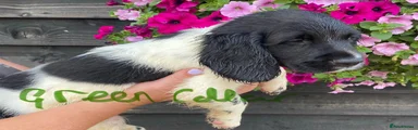 English Springer Spaniel 2
