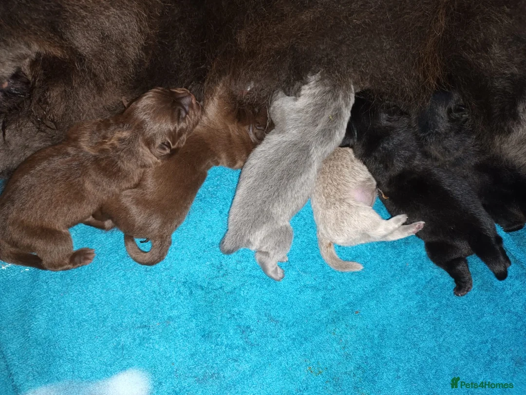 Chow Chow dogs for stud: HERSHEY the famous chocolate carrying blue. in Cheltenham - Advert 25