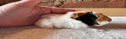Guinea Pig rodents for sale: Baby Guinea Pigs  - Advert 13