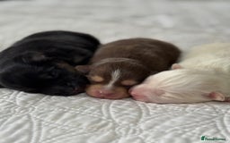 Pomsky dogs for sale: F3 Pomsky Puppies - ready after  **  - Advert 5