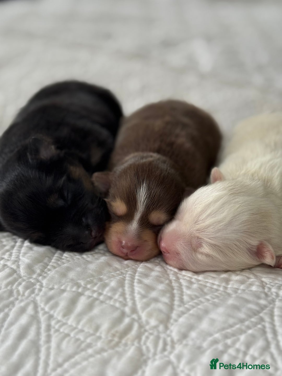 Pomsky dogs for sale: F3 Pomsky Puppies - ready after  **  - Advert 5