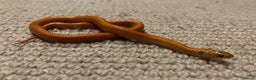 King Snake reptiles for sale: Apalachicola kingsnake - Advert 2