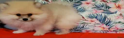 Pomeranian dogs for sale: Stunning KC Pomeranian Puppies for sale - Advert 9