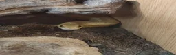 Corn Snake reptiles for sale: Beautiful male corn snake. - Advert 3