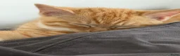 Mixed Breed cats for sale: Maine coon mixed kitten clever and very very sweet in Chelmsford - Advert 10