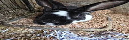 Rex rabbits for sale: Neutered Mini Rex Male Rabbit 18m old in Macclesfield - Advert 3